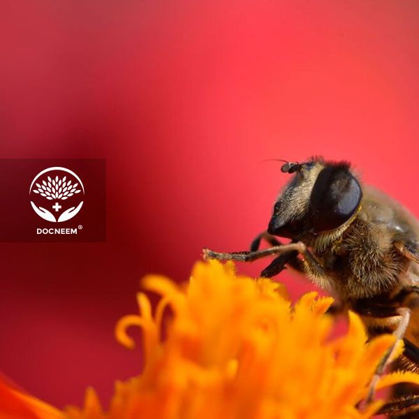 Tác dụng của dầu Neem với ong và côn trùng có lợi