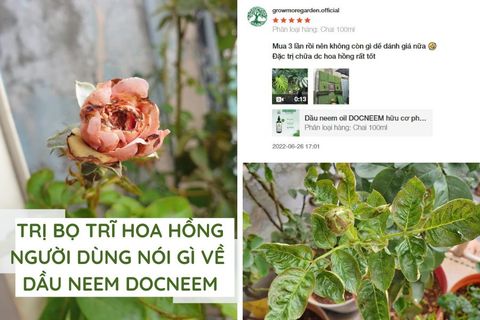 Trị bọ trĩ hoa hồng - Người dùng nói gì về dầu neem Docneem
