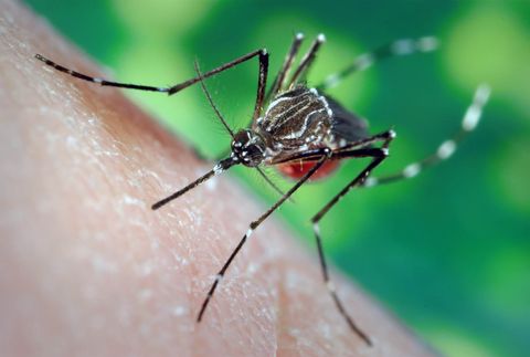 Ngừa muỗi hiệu quả với nguyên liệu tự nhiên cho bé