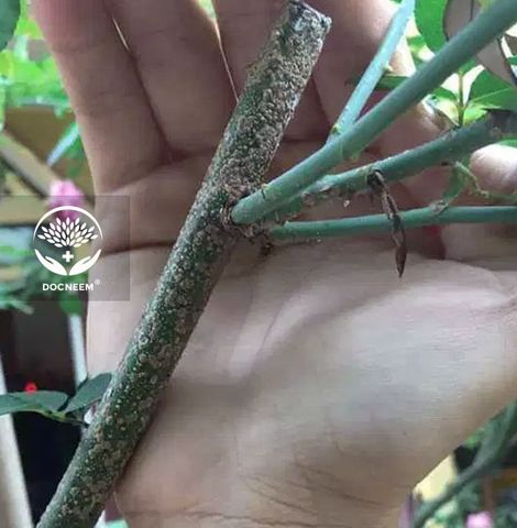 Trị rệp tận gốc bằng dầu neem trên hoa hồng