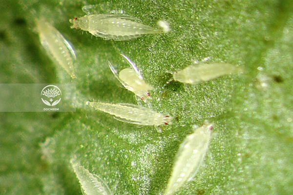 Trị bọ trĩ bằng dầu neem hiệu quả không dùng thuốc