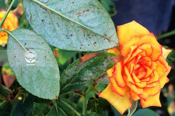 Nhận biết và trị nhện đỏ trên hoa hồng với dầu Neem nguyên chất