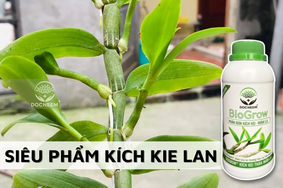 1-phan-huu-co-kich-kie-biogrow