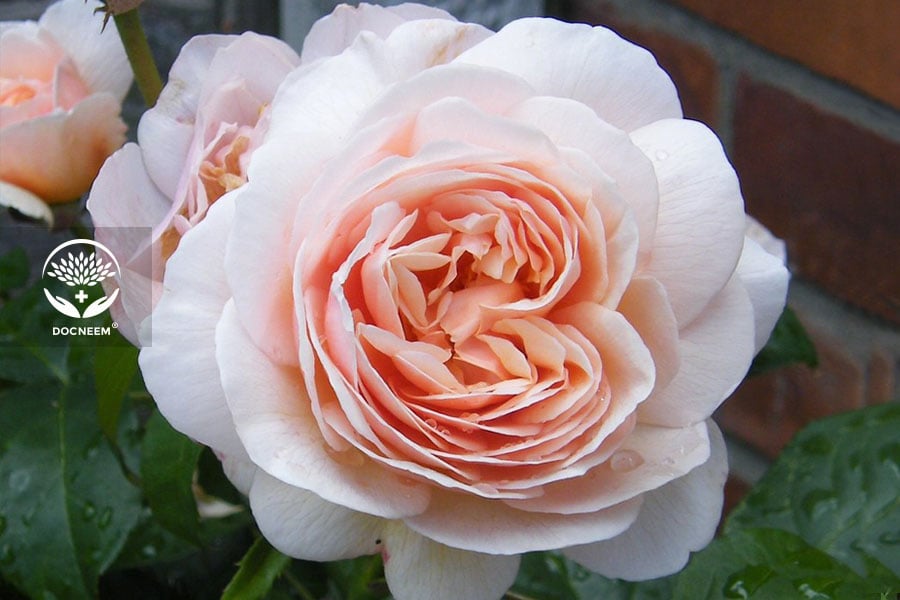 Hoa hồng Juliet