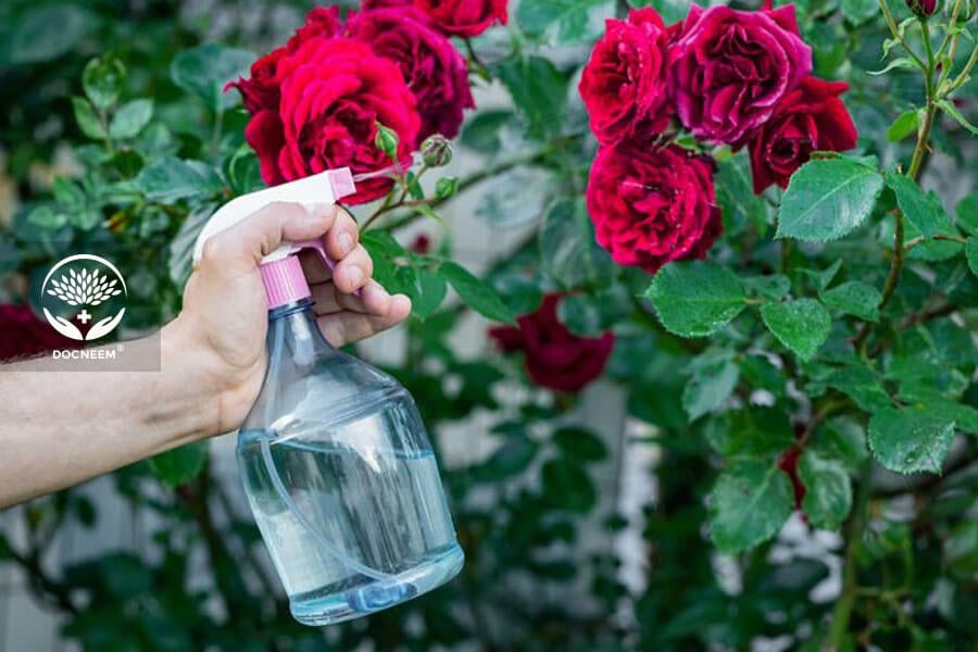 Hoa hồng đen thân, khô cành - Nguyên nhân và cách khắc phục