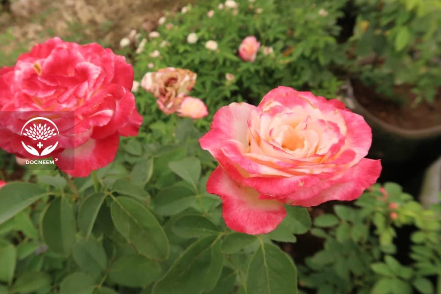 Hoa hồng Double Delight