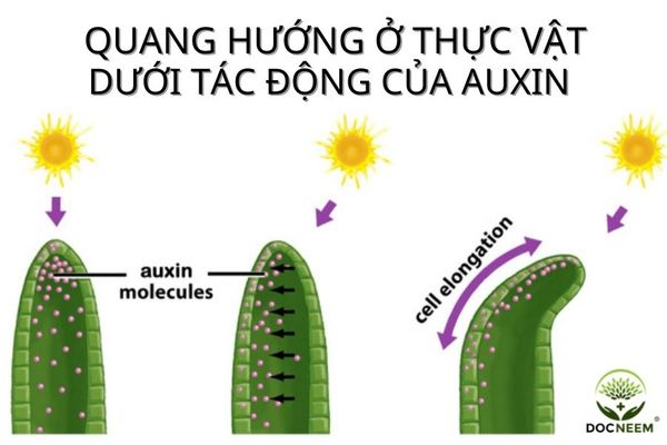 Auxin Có Vai Trò Gì? Khám Phá Vai Trò Quan Trọng của Auxin