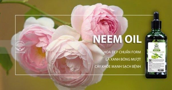 Kiểm soát côn trùng gây hại cho hoa hồng bằng dầu Neem