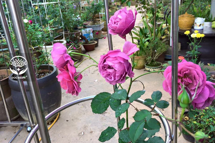 Các giống hoa hồng bụi tại Việt Nam