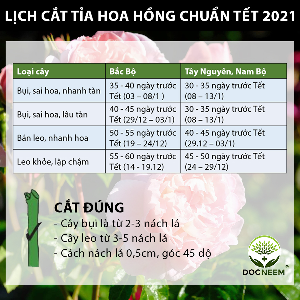 2-lich-cat-tia-tet-2021-docneem
