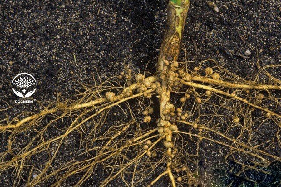 Bánh dầu Neem kiểm soát tuyến trùng trong đất bảo vệ rễ cây