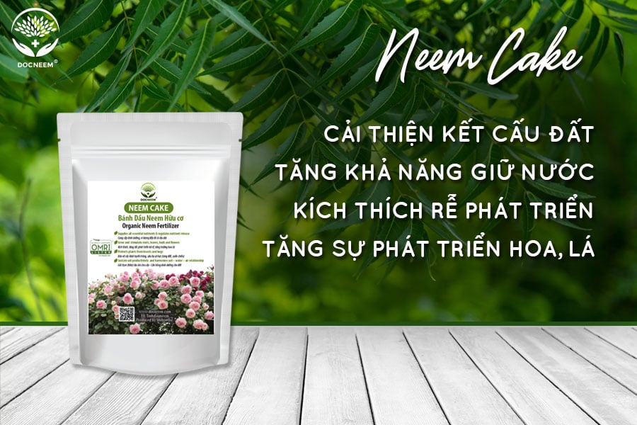 Trị vàng lá hoa hồng bằng bánh dầu Neem