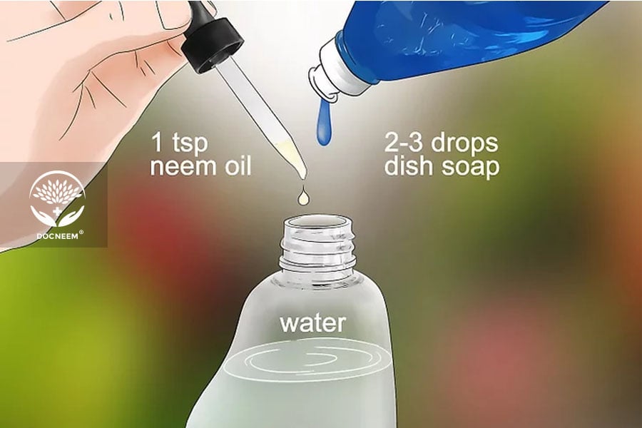 Phương pháp nhũ hóa dầu Neem an toàn với nước bồ hòn
