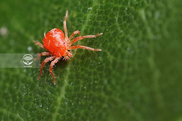 Dầu Neem tác động lên vòng đời nhện đỏ