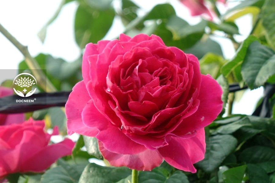 Hoa hồng Kate