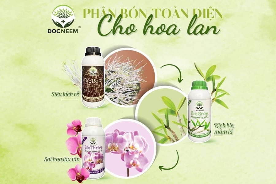 bo-3-phan-huu-co-cho-lan-docnee,