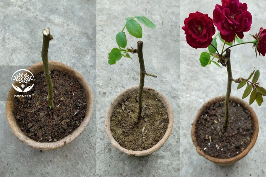 Giâm cành trồng hoa hồng đúng cách