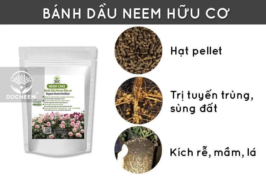 Trị rệp tận gốc bằng dầu neem trên hoa hồng