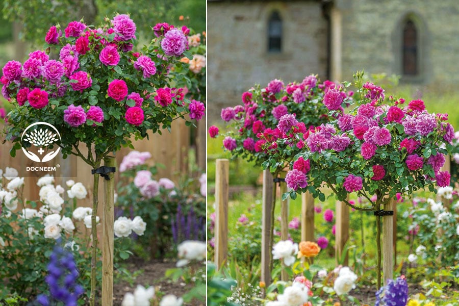 Hồng thân gỗ tree rose