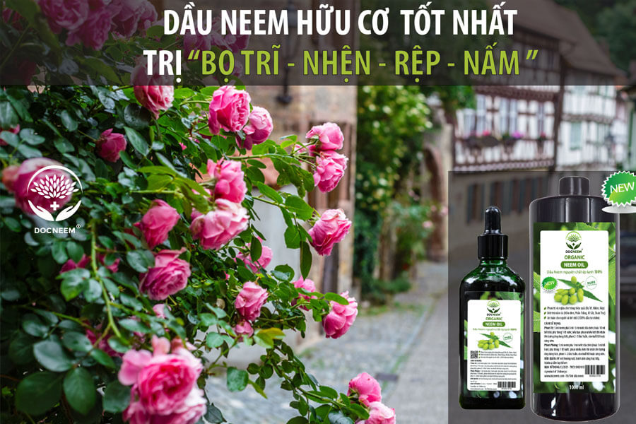 Dầu Neem nguyên chất trị sâu bệnh trên hoa hồng, an toàn, hiệu quả