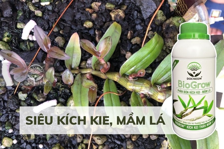 5-bo-sung-sinh-duong-toan-dien-voi-bio-grow-docneem