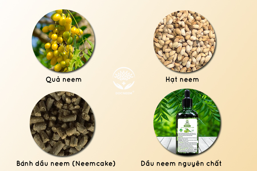 Dầu Neem và bánh dầu neem là sản phẩm từ quả và hạt neem