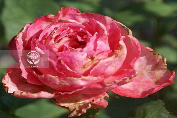 Dầu Neem điều trị bọ trĩ trên hoa hồng