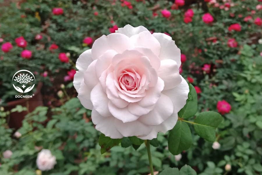 Hoa hồng Misaki