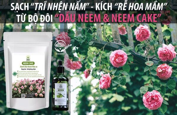 Bổ sung vi lượng cho hoa hồng bằng Neem Cake và Neem Oil