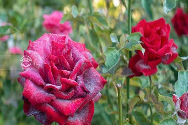 Một số sâu bệnh hại chính trên cây hoa hồng và biện pháp phòng trừ với dầu Neem