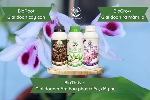 Bật mí cách bón phân cho lan phi điệp tím đơn giản