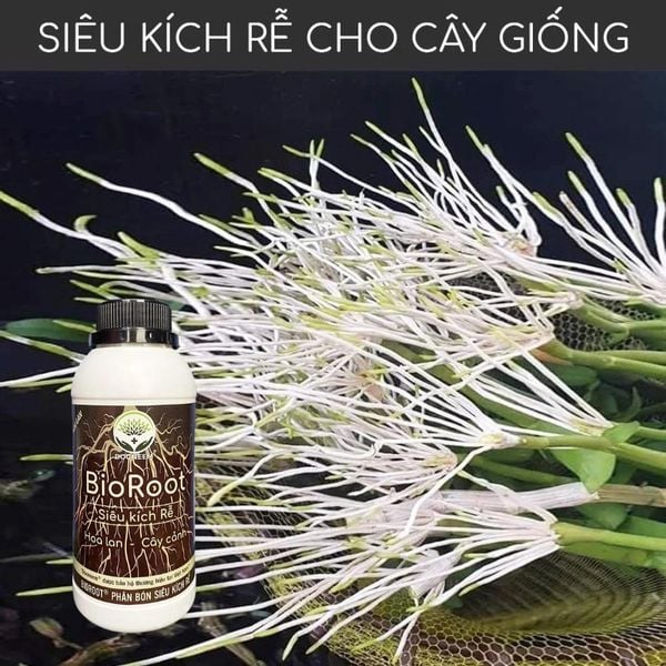 chiet-canh-hoa-hong-docneem