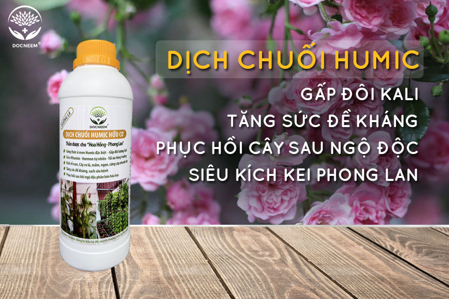 Dịch chuối humic