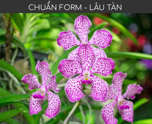 phan-bon-hoa-lan-biothrive