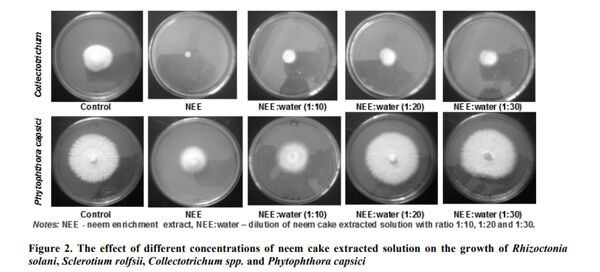Nghiên cứu về tác động của bánh dầu Neem lên tuyến trùng và nấm bệnh ký sinh trên hồ tiêu