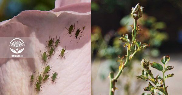 Phun phòng và trị bệnh cho hoa hồng - Bí quyết pha dầu neem