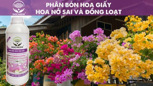 phan-bon-kich-hoa-giay