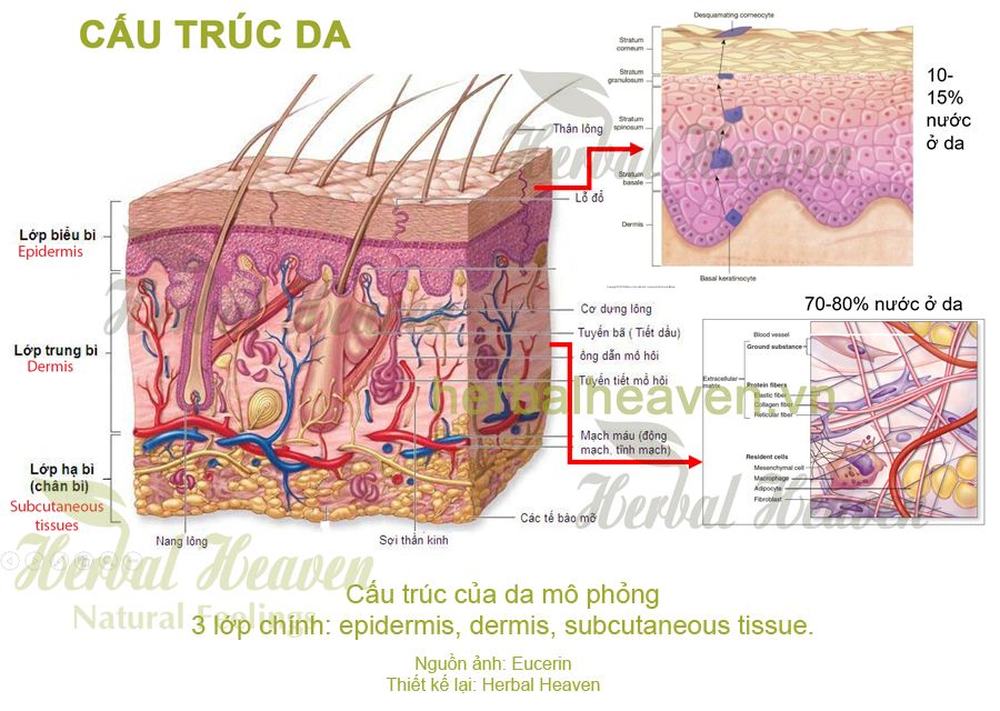 Mô hình cấu tạo của da