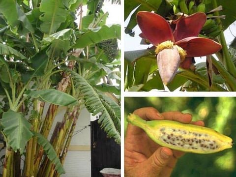 Các Bài Thuốc Dân Gian Từ Chuối Hột Trị Sỏi Thận, Xương Khớp & Hắc Lào