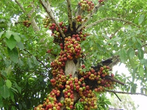 Kinh Nghiệm Dân Gian: Dùng Nhựa Sung Và Coca Hỗ Trợ Điều Trị Loét Dạ Dày