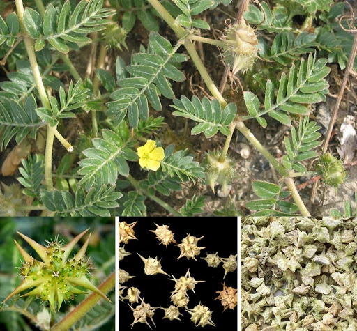 10 Công Dụng Của Bạch Tật Lê Với Sức Khỏe (Khoa Học Chứng Minh)