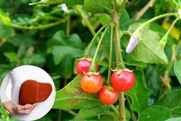 ca gai leo xạ den herbmax