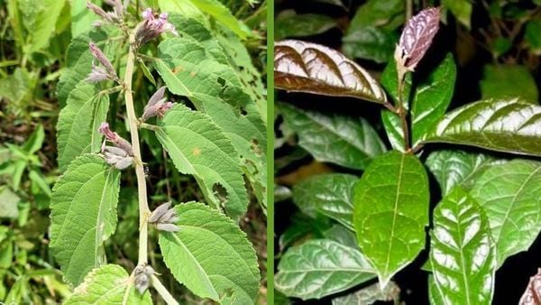 Cây An Xoa kết hợp với cây xạ đen