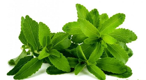 ca gai leo xạ den herbmax