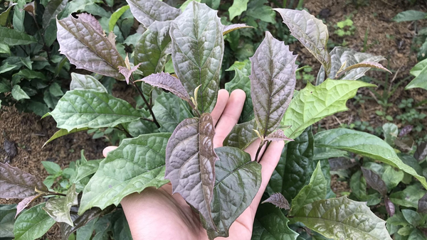 ca gai leo xạ den herbmax