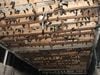 Bloomberg - Vietnam seeks millions for edible bird spit industry