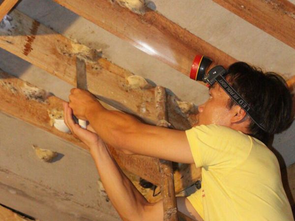 CÔNG NGHỆ KHAI THÁC TỔ YẾN MỘT MÙA