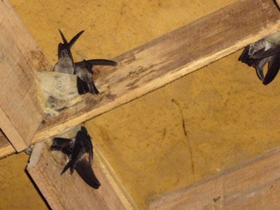 THÀNH CÔNG TRONG VIỆC DẪN DỤ CHIM YẾN VÀO NHÀ