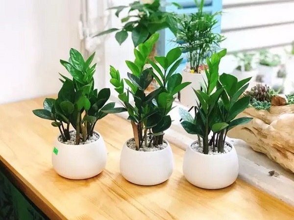 Cây để bàn trang trí đẹp làm quà tặng 8/3