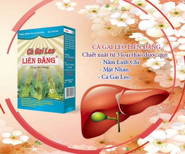 Cà gai leo và những điều cần biết